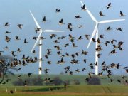 Vögel bei den Windrädern